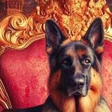 Siedziska dla zwierząt