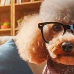 Lottery for dogs
