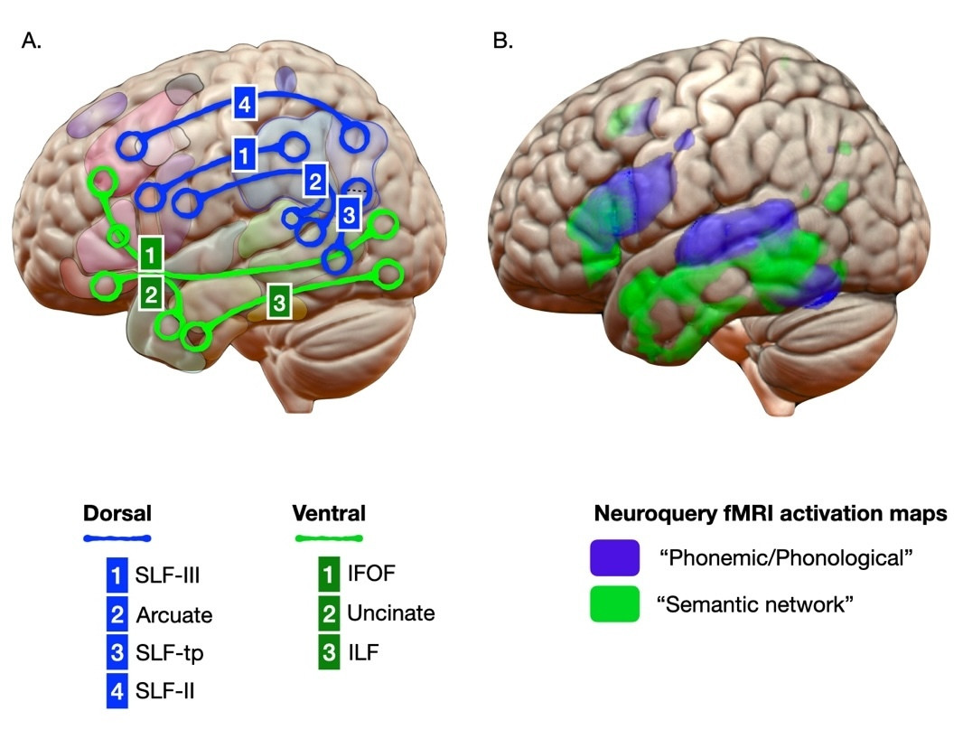model of language