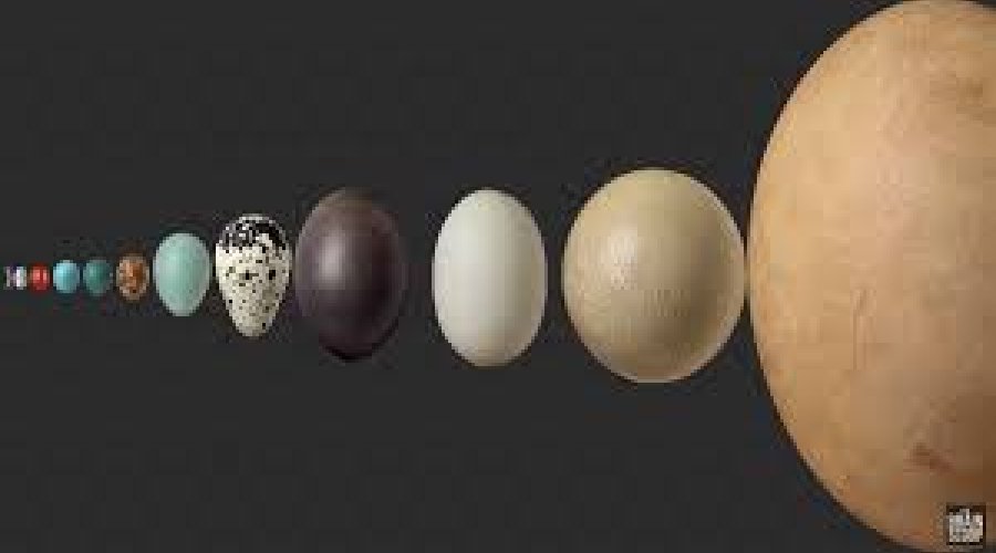 Logo dla tb_j1710444385895_Chicago_eggs.jpg<br />