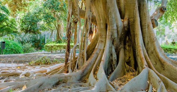 Zmieszaj 8 przypraw - rozpoznaj baobab
